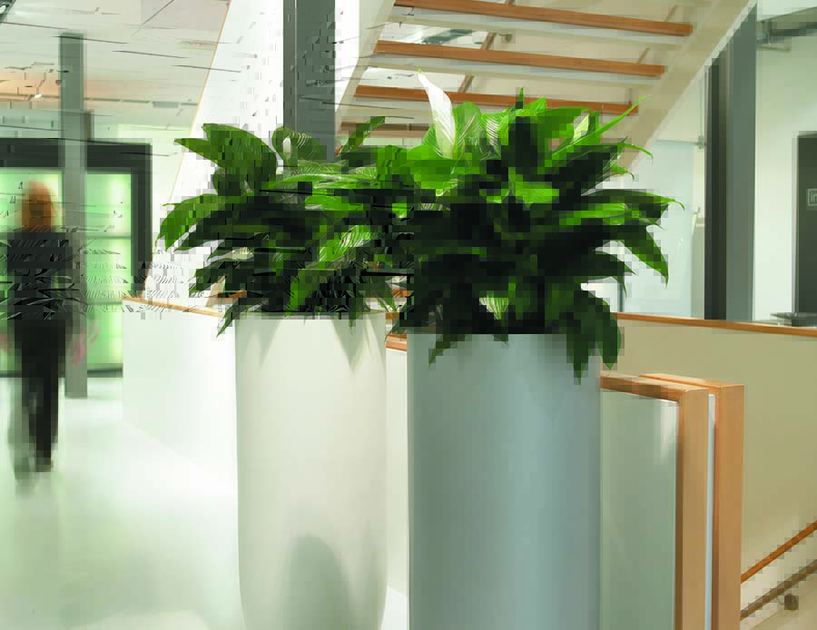 Lush healthy live Spathyphyllum plants (Peace Lilies) designed to make a statement in an office stairwell