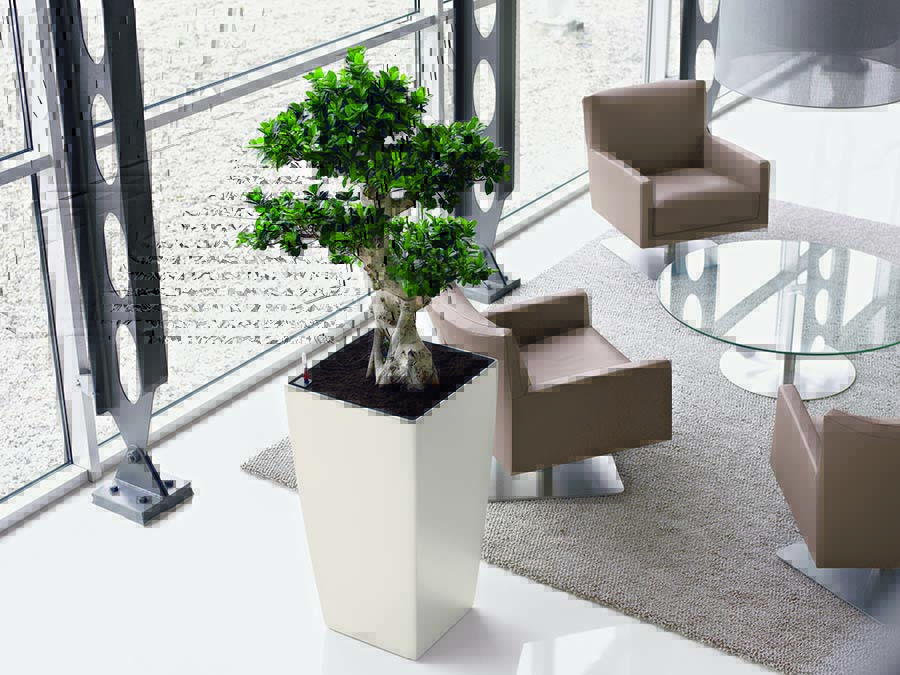 Modern office reception area with live Ficus Microcarpa Bonsai specimen plant in tall tapered square designer container, plant