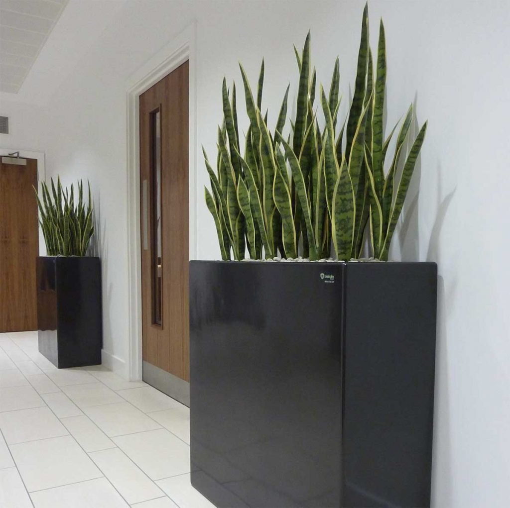Sansevieria plants in modern tall slim grey planters flank a doorway in a bright corridor office space
