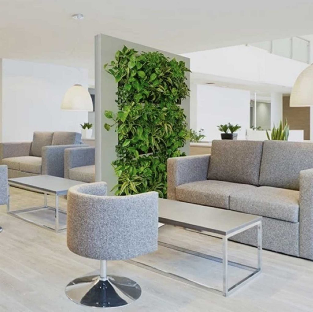 Single living wall panel filled with plant species on divide and separate open plan space in a modern office