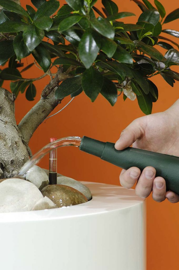 Benholm plant maintenance technician watering a live plant as part of the comprehensive regular maintenance service